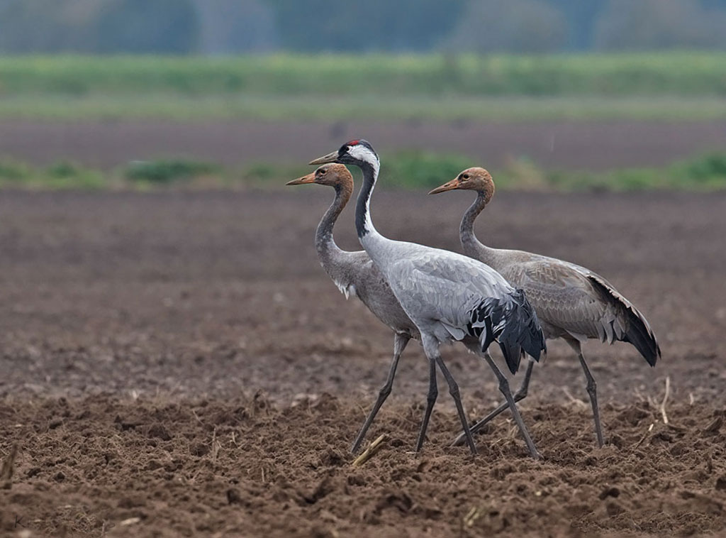 Kraanvogel met Jongen in Drenthe