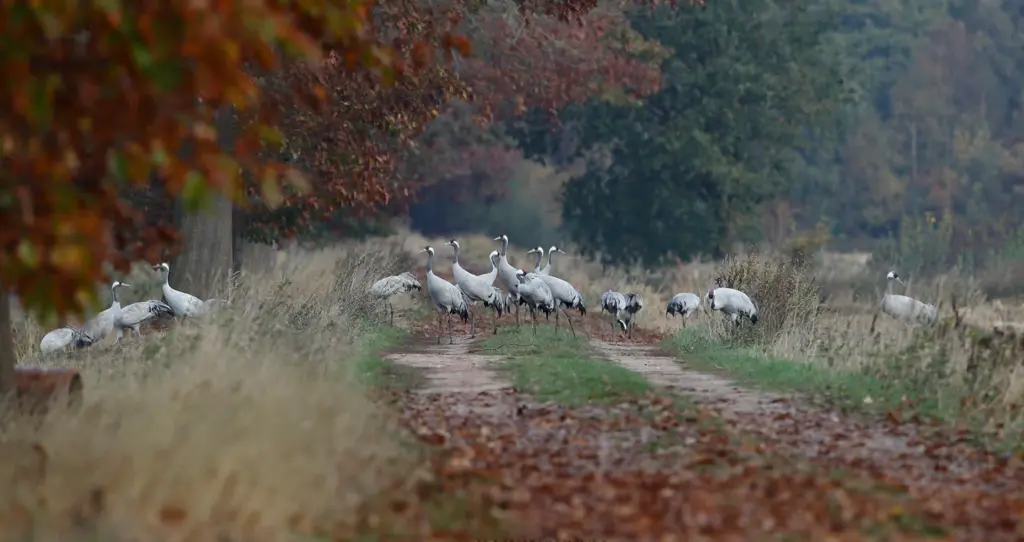 Kraanvogels in Drenthe met herfstkleuren