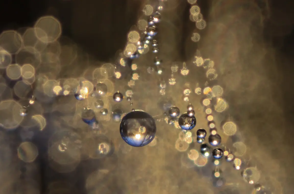 Spinnenweb met druppels