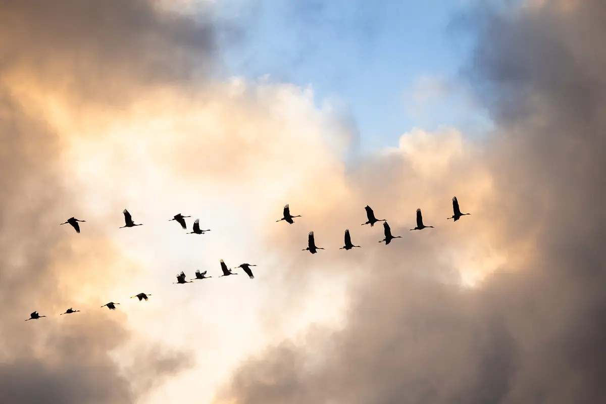 Vliegende kraanvogels als silhouetten tegen een lichte wolkenlucht